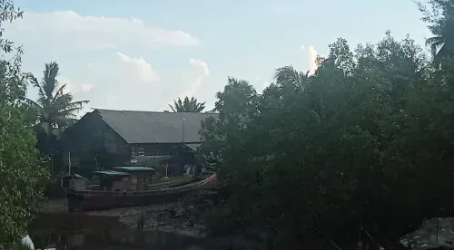 Aktivis Kecam Perambahan Hutan Bakau di Pesisir Pantai Desa Kadur Rupat