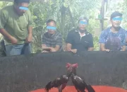 Sabung Ayam Dekat Kampus, Masyarkat Setempat Minta Segera di tutup Oleh Penegak Hukum