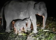Kabar Gembira: Bayi Gajah Betina Lahir di Pusat Konservasi Riau, Harapan Baru bagi Dunia Konservasi