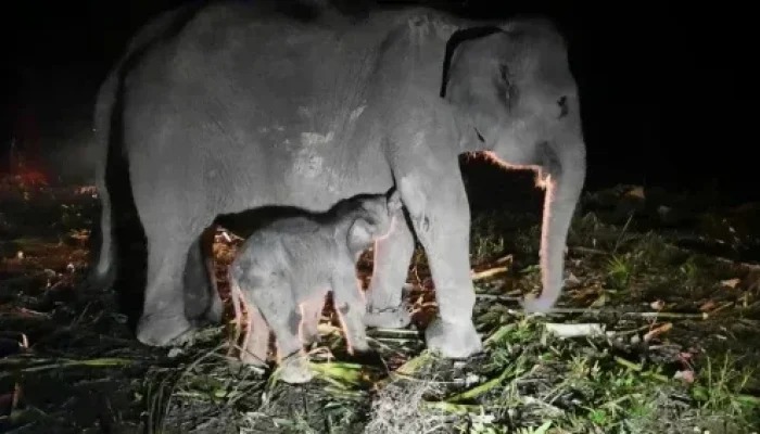 Kabar Gembira: Bayi Gajah Betina Lahir di Pusat Konservasi Riau, Harapan Baru bagi Dunia Konservasi