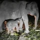 Kabar Gembira: Bayi Gajah Betina Lahir di Pusat Konservasi Riau. (ist)