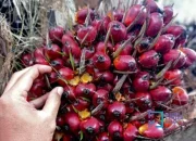 Penurunan Harga Kelapa Sawit Mitra Plasma di Riau: Dampak dan Langkah Perbaikan