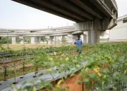 LRT Jakarta Memanfaatkan Lahan Hijau untuk Pertanian Perkotaan