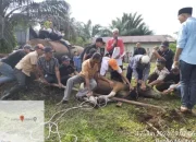 Energi Berqurban, BDI PT ITA Serta Sub Kontraktor Salurkan 23 Ekor Sapi dan 10 Kambing