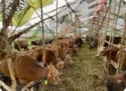 Bantuan Presiden RI 1 Ekor Sapi Bobot 820 Kg, OPD di Rohul Berqurban Sebanyak 75 Ekor Sapi dan Kambing
