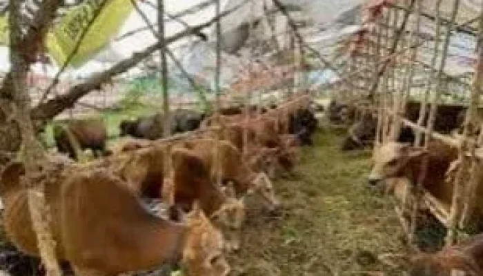 Bantuan Presiden RI 1 Ekor Sapi Bobot 820 Kg, OPD di Rohul Berqurban Sebanyak 75 Ekor Sapi dan Kambing