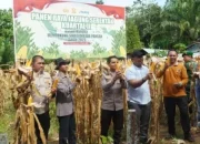Kapolres Bersama Bupati Rohul Gelar Panen Raya Jagung Serentak Kuartal ll di Dua Lokasi Berbeda
