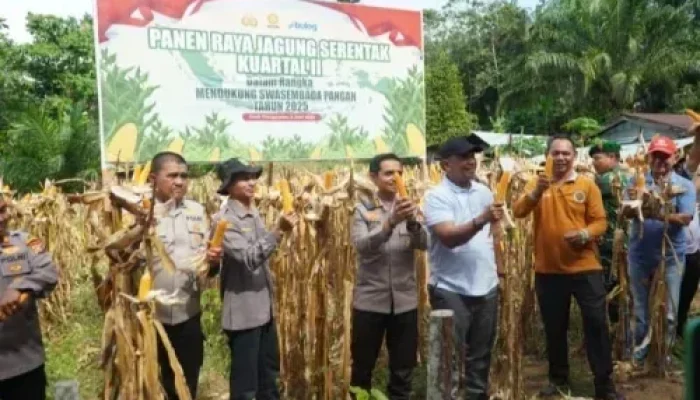Kapolres Bersama Bupati Rohul Gelar Panen Raya Jagung Serentak Kuartal ll di Dua Lokasi Berbeda