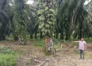 Tuai Sorotan, Kades Pagaran Tapah Diduga Kuasai Hasil Produksi Lahan Pelepasan HGU PTPN IV Regional III Sei Rokan Seluas 9,8 Hektare