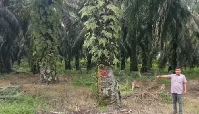 Tuai Sorotan, Kades Pagaran Tapah Diduga Kuasai Hasil Produksi Lahan Pelepasan HGU PTPN IV Regional III Sei Rokan Seluas 9,8 Hektare