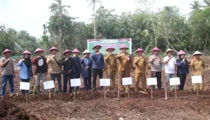 Launching Penanaman Ubi Kayu dan Keladi Serentak di Desa Kembung Baru