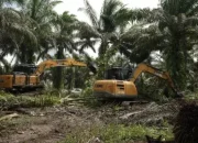 Relokasi TNTN Dimulai, Pemerintah Tebang Sawit dan Tanam Pohon di Pelalawan