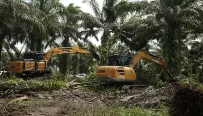 Relokasi TNTN Dimulai, Pemerintah Tebang Sawit dan Tanam Pohon di Pelalawan