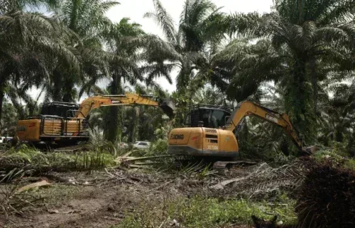 Relokasi TNTN Dimulai, Pemerintah Tebang Sawit dan Tanam Pohon di Pelalawan