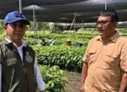 Pulihkan Tesso Nilo, Menhut Siapkan Ribuan Bibit Pohon Pengganti Sawit