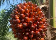 Harga TBS Sawit Riau Periode Akhir 2025 Naik, Petani Umur 9 Tahun Tembus Rp3.516/Kg