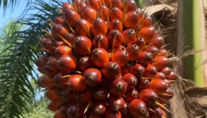 Harga TBS Sawit Riau Periode Akhir 2025 Naik, Petani Umur 9 Tahun Tembus Rp3.516/Kg