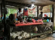 Harga Pangan Melonjak di Pekanbaru Jelang Tahun Baru 2026, Ayam Tembus Rp37 Ribu