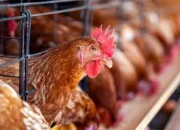 Harga Ayam di Pasar Pagi Arengka Pekanbaru Stabil Jelang Tahun Baru 2026