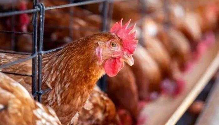 Harga Ayam di Pasar Pagi Arengka Pekanbaru Stabil Jelang Tahun Baru 2026