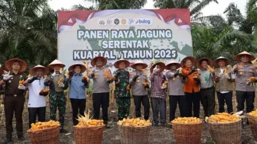 Panen Jagung di Kampar, Brimob Riau Dukung Program Swasembada Pangan