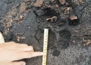 Harimau Sumatera Muncul di Sungai Apit Siak, Warga Diminta Tingkatkan Kewaspadaan