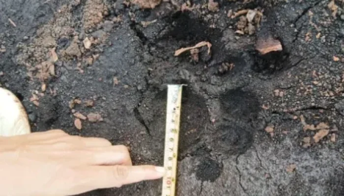 Harimau Sumatera Muncul di Sungai Apit Siak, Warga Diminta Tingkatkan Kewaspadaan