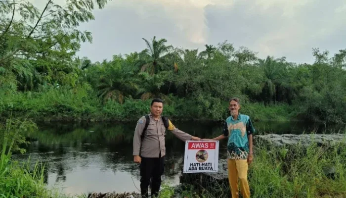 Musim Hujan, Ancaman Buaya Mengintai Bantaran Sungai Bangko