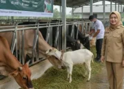 PMK Masih Mengancam, 304 Ternak di Riau Terjangkit Sepanjang 2025