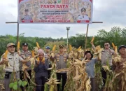 Polsek Kandis Panen Jagung 10 Ton, Dukung Program Ketahanan Pangan Nasional