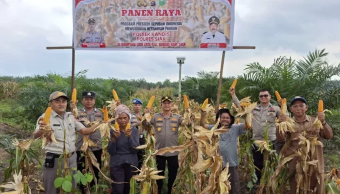 Polsek Kandis Panen Jagung 10 Ton, Dukung Program Ketahanan Pangan Nasional