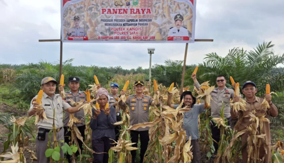 Polsek Kandis Panen Jagung 10 Ton, Dukung Program Ketahanan Pangan Nasional