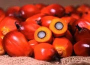 Harga TBS Sawit Riau Naik, Umur 9 Tahun Tembus Rp3.544 per Kg