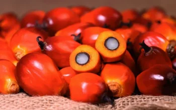 Harga TBS Riau Kembali Turun, Umur 9 Tahun Jadi Rp3.834 per Kg