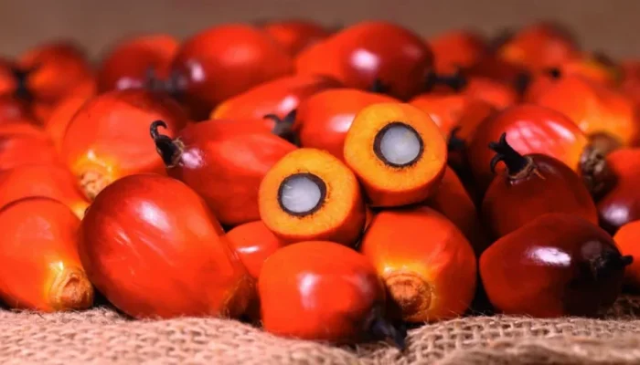 Harga Sawit Riau Awal 2026 Naik, TBS Petani Tembus Rp3.468 per Kg