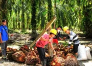 Harga TBS Sawit Plasma Riau Naik Lagi, Petani Sambut Positif Awal 2026