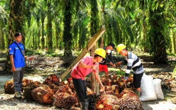 Harga TBS Sawit Plasma Riau Naik Lagi, Petani Sambut Positif Awal 2026
