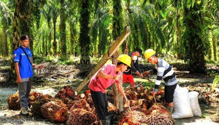 Harga TBS Sawit Riau Anjlok Jelang Maret 2026, Umur 9 Tahun Turun Hampir 4 Persen