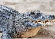 Anak 6 Tahun Diserang Buaya di Sungai Batang Kuantan, Warga Hentikan Aktivitas Mandi Sungai