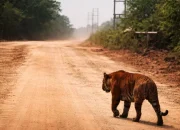 Harimau Sumatera Muncul di Jalur WIP Zamrud Siak, Warga Waspada