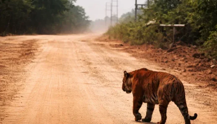 Harimau Sumatera Muncul di Jalur WIP Zamrud Siak, Warga Waspada