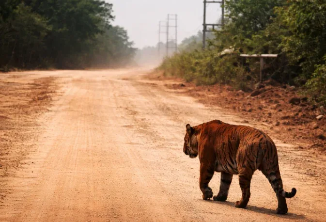 Harimau Sumatera Muncul di Jalur WIP Zamrud Siak, Warga Waspada