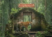 Harimau Sumatera Kembali Dekati Permukiman Warga Pelalawan, Konflik Satwa Jadi Alarm Serius
