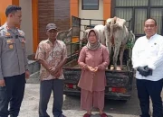 Komplotan Pencuri Sapi Bertahun-tahun Beraksi di Pringsewu, Satu Pelaku Tewas Usai Melawan Polisi