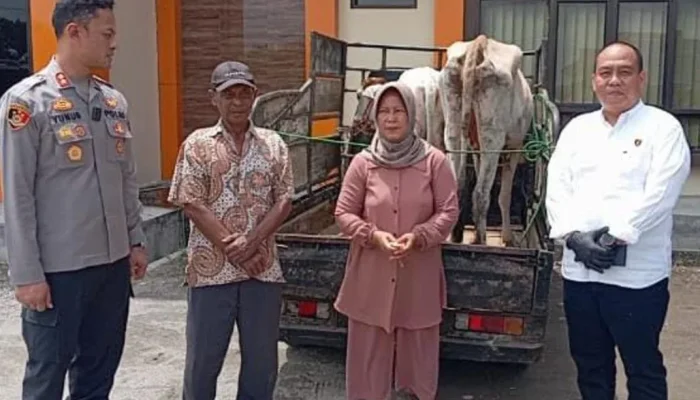 Komplotan Pencuri Sapi Bertahun-tahun Beraksi di Pringsewu, Satu Pelaku Tewas Usai Melawan Polisi