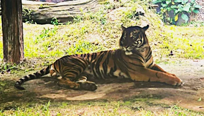 Anak Harimau Sumatera Muncul Dekat Permukiman, Tim Gabungan Turun Lakukan Mitigasi