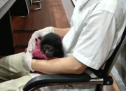 Polresta Pekanbaru Bongkar Perdagangan Owa Siamang, Satu Pelaku Diamankan