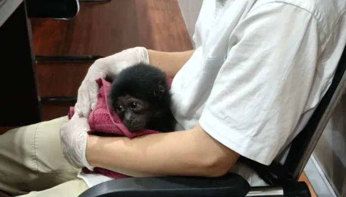 Polresta Pekanbaru Bongkar Perdagangan Owa Siamang, Satu Pelaku Diamankan