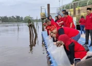 Peringati HUT Megawati, PDI Perjuangan Siak Tebar Ribuan Benih Lele di Sungai Siak