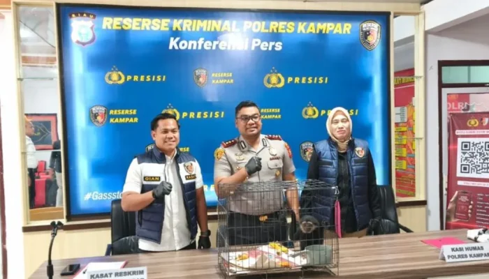 Perdagangan Satwa Dilindungi Kian Marak, Polres Kampar Selamatkan Owa Ungko dari Jaringan Ilegal